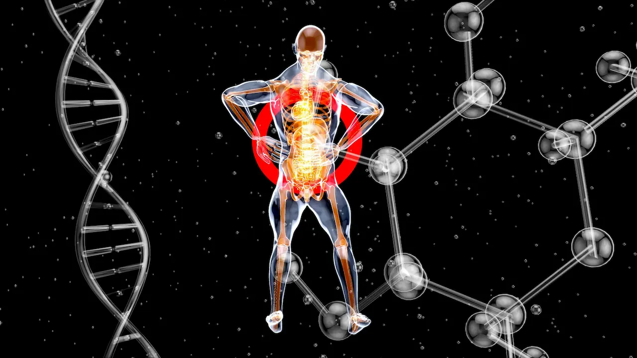     LGD-4033, RAD-140, MK-2866, and YK-11 each serve different research niches depending on whether the study targets hypertrophy signalling, atrophy rescue, or body composition endpoints.     Preclinical potency does not automatically translate to well-characterised selectivity or a favourable safety profile, and researchers must weigh AR binding data against documented off-target effects.     Compound integrity starts with batch-level HPLC and mass spectrometry verification, making sourcing and documentation as important as study design itself.